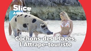 Documentaire Cochons des Bahamas, un tourisme plutôt malsain