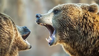 Combat de grizzlys impressionnant