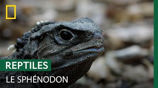 Documentaire Connaissez-vous le sphénodon, plus ancien habitant de Nouvelle-Zélande ?