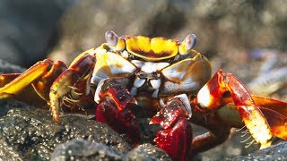 Crabe VS poulpe VS murène : la folle poursuite