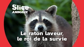 Des ratonneaux apprennent à se débrouiller par eux-mêmes