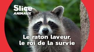 Documentaire Des ratonneaux apprennent à se débrouiller par eux-mêmes