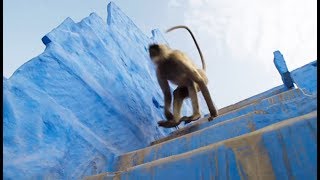 Des singes sacrés en mode Parkour