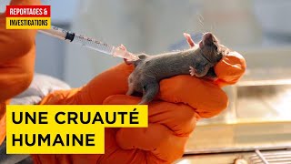 Documentaire Expérimentations animales : cruauté ou nécessité ?