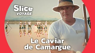 Documentaire Fleur de Sel : l’or rose de Camargue