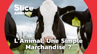 Documentaire Industrie et bien-être animal : une conciliation impossible