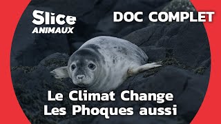 Documentaire L’adaptation des phoques gris à La crise climatique