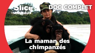 Documentaire L’attachement sincère entre un chimpanzé et sa mère adoptive