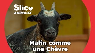 Documentaire L’intelligence insoupçonnée des chèvres