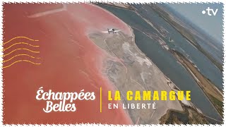 Documentaire La Camargue en liberté