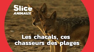 La chasse aux otaries des chacals