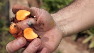 Documentaire La curcumine, la nouvelle poule aux œufs d’or