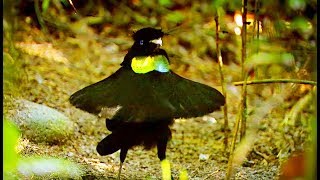 La danse hilarante de l'oiseau de paradis