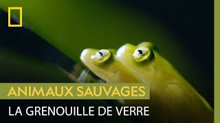 Documentaire La grenouille de verre, un magnifique amphibien à la peau translucide