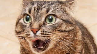 La preuve que ton chat ne t'aime pas ?