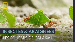 La société des fourmis coupe-feuille, une des plus complexes du règne animal