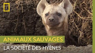 Documentaire La vie mouvementée d’une hyène à la tête d’une meute
