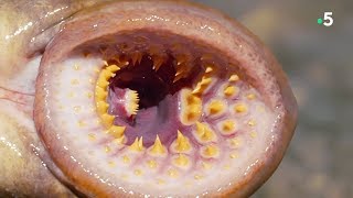 Lamproie : ce bon vieux parasite de nos rivières