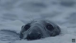 Documentaire Le phoque gris : un père indigne de la nature en mutation