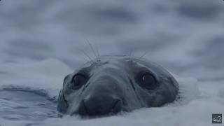 Le phoque gris : un père indigne de la nature en mutation