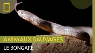 Le bongare, serpent mortel à la morsure indolore