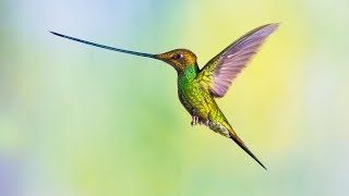 Le colibri porte-épée a du panache