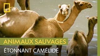 Documentaire Le dromadaire, parfaitement adapté au désert