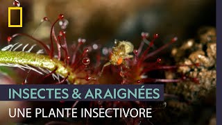 Documentaire Le droséra, tueur insoupçonné qui piège les insectes