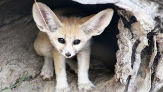 Le fennec est quand même bien mignon