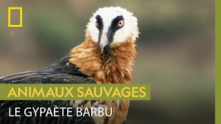 Documentaire Le gypaète barbu, un énorme charognard qui mange les os des carcasses