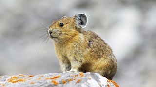 Le pika, cette petite crapule des montagnes