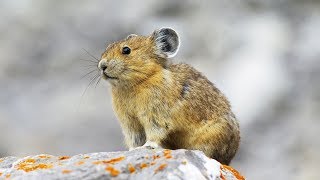 Documentaire Le pika, cette petite crapule des montagnes