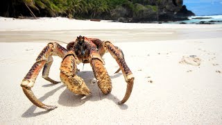 Le plus grand crabe du monde est kleptomane