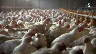 Documentaire Le poulet bât-il de l’aile ?