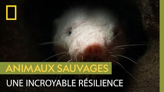 Le rat-taupe nu, spécialiste de la survie