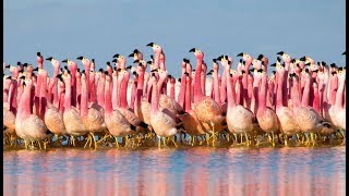 Le spectacle fou des flamants roses