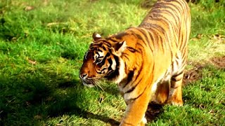 Documentaire Le zoo du PAL, le plus grand parc d’Auvergne