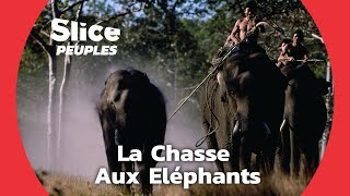 Les Chevaliers d'Ivoire : l'art de capturer des éléphants sauvages