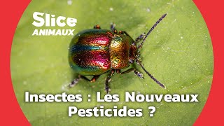 Documentaire Les insectes, des pesticides naturels et efficaces