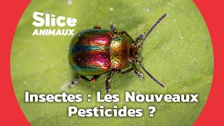 Les insectes, des pesticides naturels et efficaces