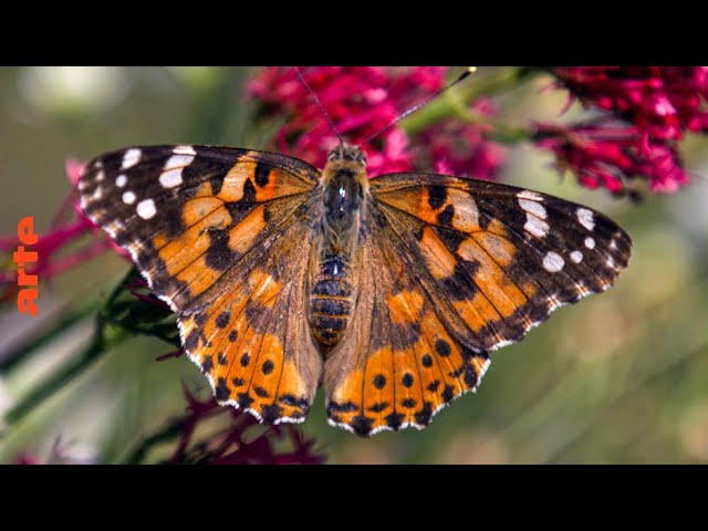 Les papillons - Ces super-héros de la nature