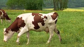 Documentaire Les fermes d’autrefois – la vache