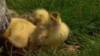 Documentaire Les fermes d’autrefois – le canard