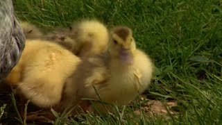 Les fermes d’autrefois – le canard