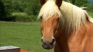 Documentaire Les fermes d’autrefois – le cheval