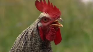 Documentaire Les fermes d’autrefois – le coq et la poule