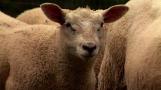 Documentaire Les fermes d’autrefois – le mouton