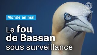 Les fous de Bassan face au virus