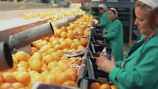 Documentaire Les oranges espagnoles ont le droit à un ravalement de façade avant d’être vendues