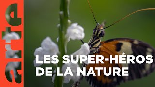 Les papillons : les super métamorphes